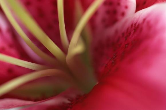 Givaudan puts development focus on US