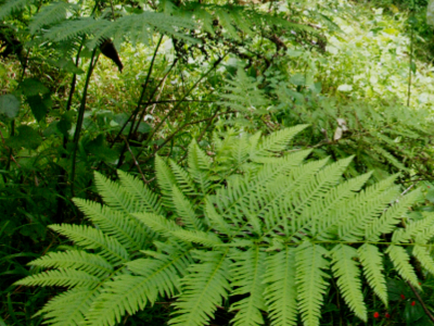 Givaudan releases Sustainability Report for 2013