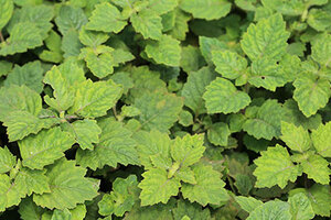 Givaudan strengthens sustainable patchouli supply chain in Indonesia