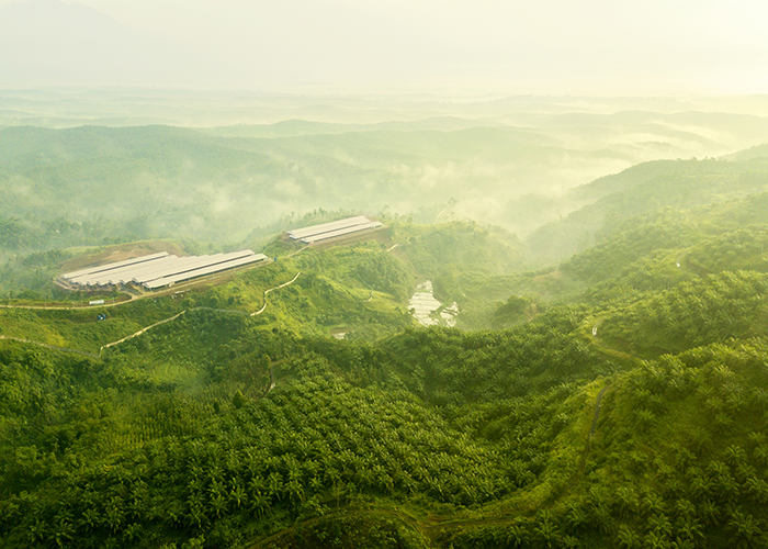 How the palm oil industry is cleaning up its game