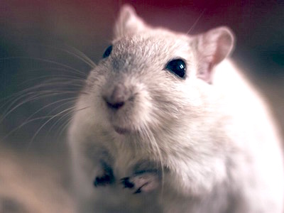 HSI teams up with H&M for animal testing pledge
