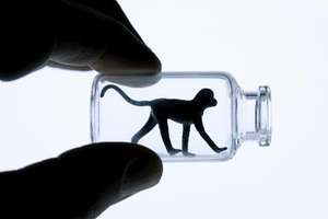 India bans animal testing for cosmetics