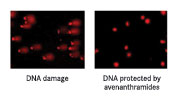 <b>Figure 6: Reduction in DNA damage</b>