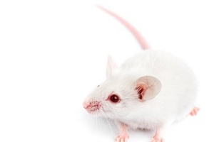 Is vegan testing the latest step towards cruelty-free beauty?