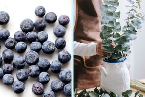 Kao taps eucalyptus and bilberry as next skin care hero ingredients