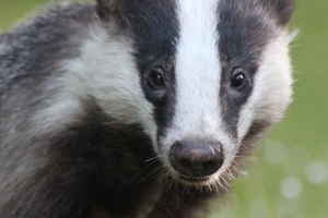 Killed for a clean shave: Why the badger deserves better from the male grooming industry