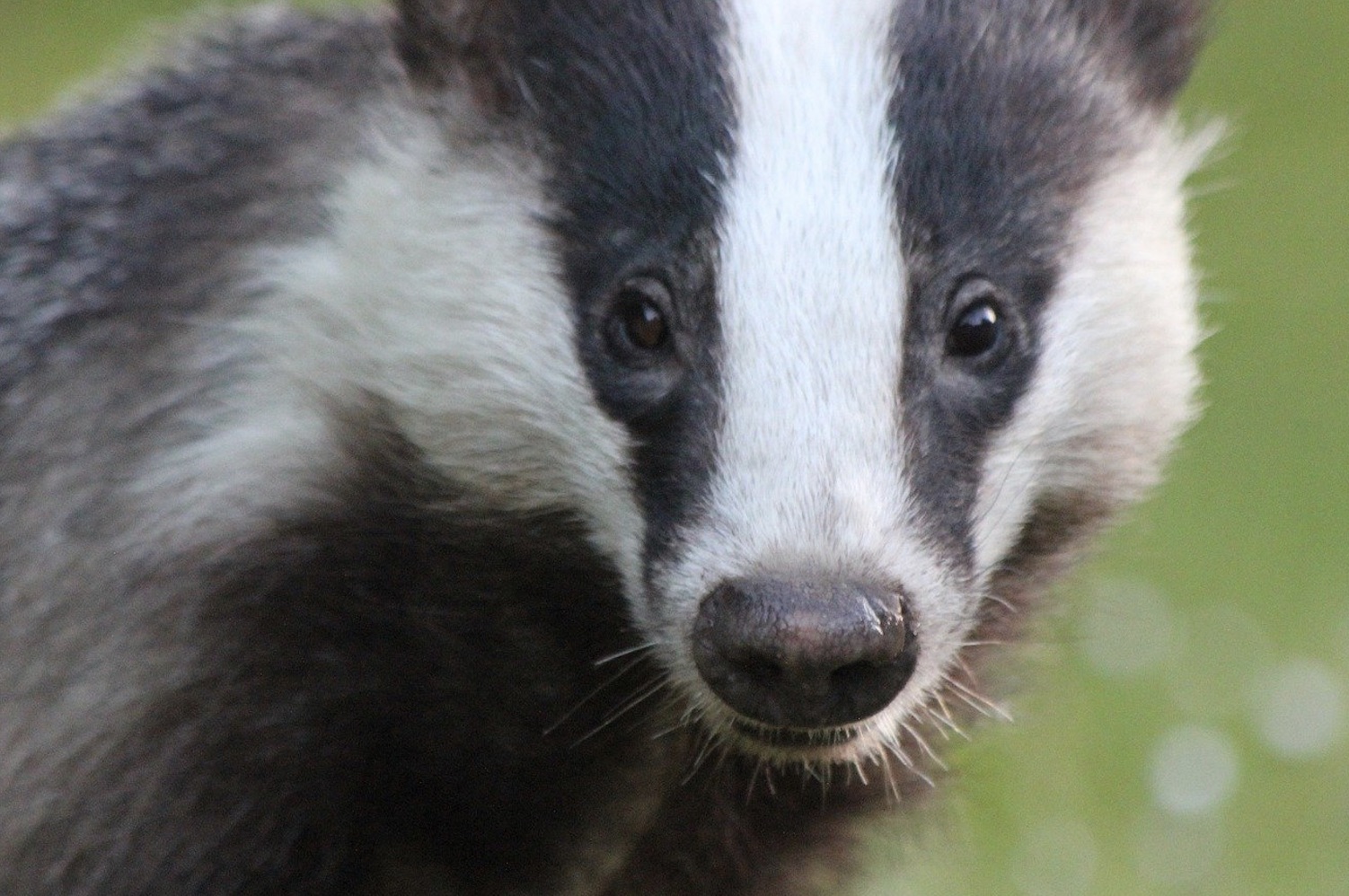 Killed for a clean shave: Why the badger deserves better from the male grooming industry