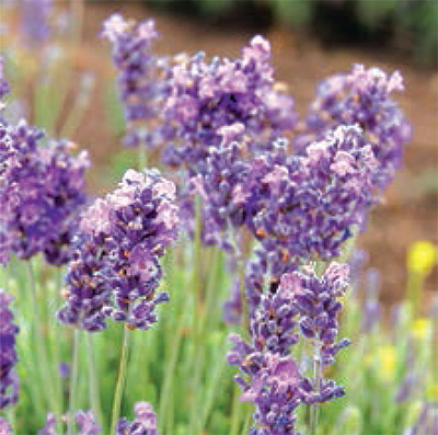 Lavender farmers in outrage