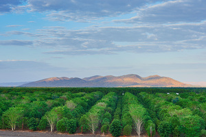Leading global accreditations recognise Quintis Sandalwood for sustainable forest management