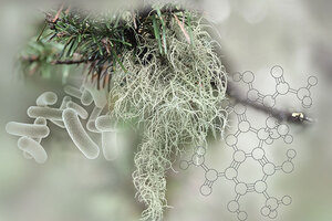 Lipoid Kosmetik AG Launches usNeo – The Microbiome-Friendly Solution for Odor, Blemishes and Dandruff