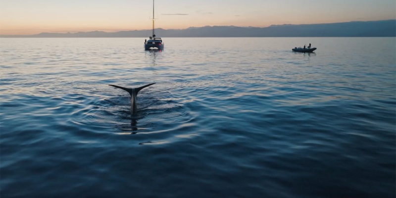 Maison Francis Kurkdjian teams up with Longitude 181 to protect sperm whales