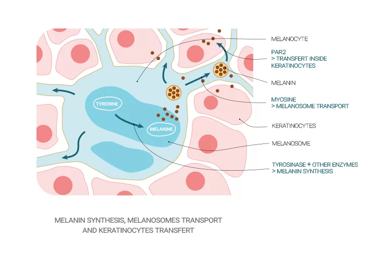 Meet Naolys’ newest Active Plant Cells launch based on the Goji plant, Lycium barbarum