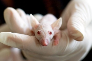 MEPs vote to phase-out the use of animals in research and testing 
