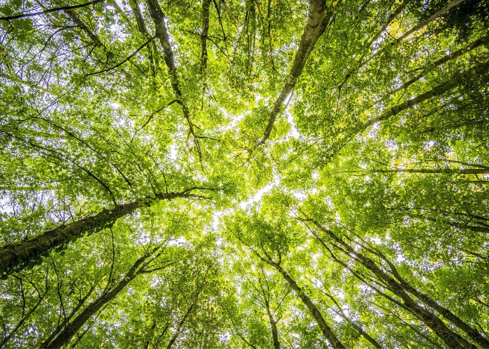 Miller Harris pledges to plant trees for every purchase in sustainability push 
