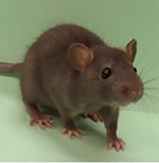 More data needed on animal test replacement 