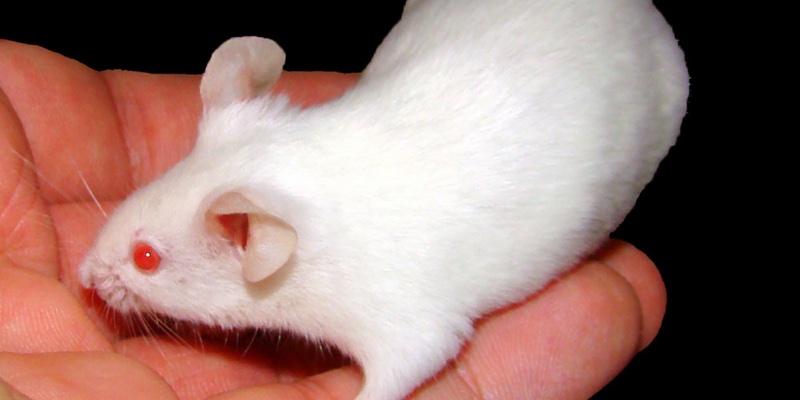 UPDATED: Save Cruelty Free Cosmetics ECI reaches goal of 1 million validated signatures