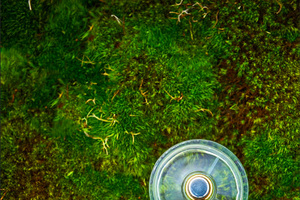 Moss: The next anti-pollution wonder ingredient? 