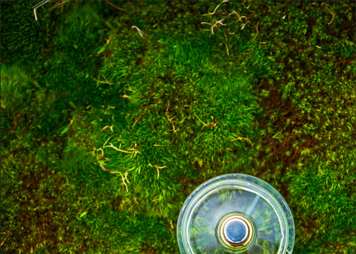 Moss: The next anti-pollution wonder ingredient? 