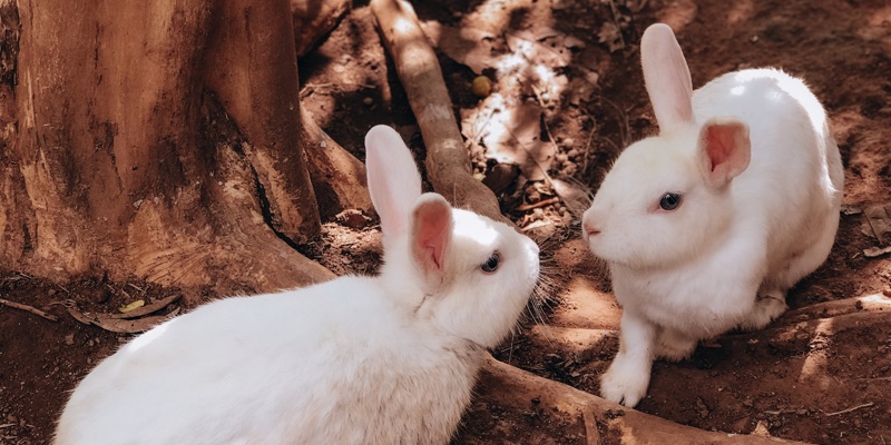 MPs push to move away from animal testing 