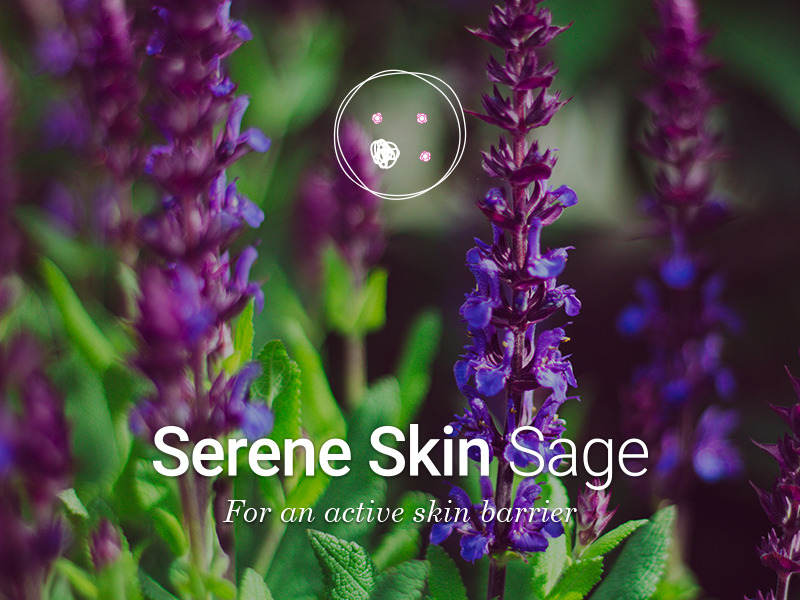 Naolys introduces Unwind Sacred lotus and Serene Skin Sage