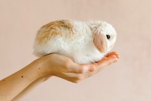 New Jersey bill to ban animal testing for cosmetics receives overwhelming support 