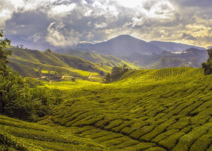 New map reveals sustainable palm oil locations for the first time