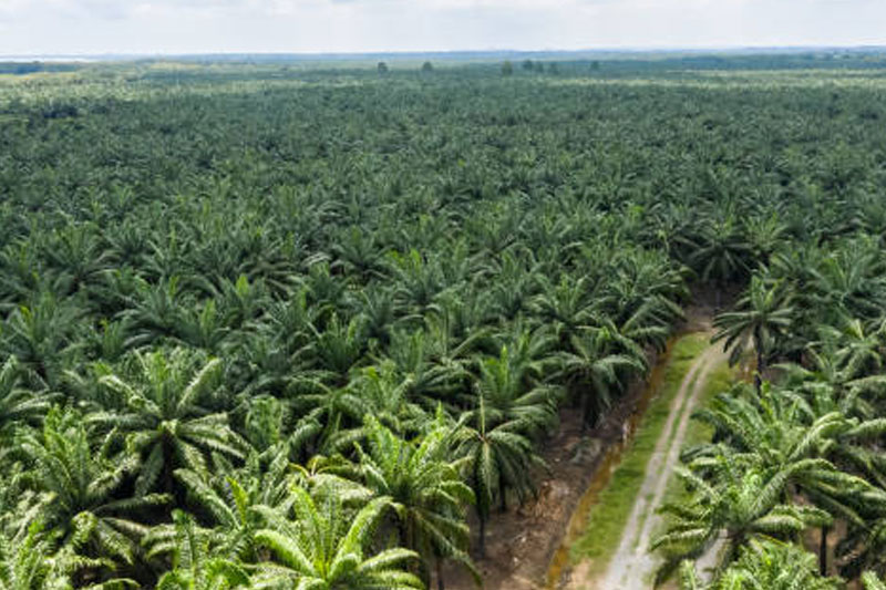 New palm oil-free diol: Cosphatec launches new COSMOS and NATRUE compliant propanediol natural palm free
