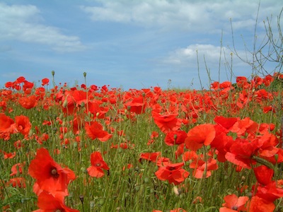 Northstar Lipids introduces English poppy seed oil