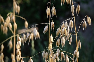 Oat Cosmetics launches skin identical lipid complex