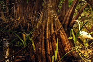 Offset not upset: Reducing carbon footprints wisely   
