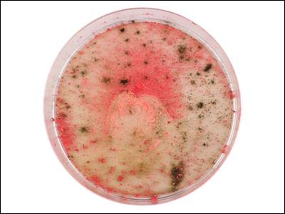 Old make-up found to contain meningitis bacteria
