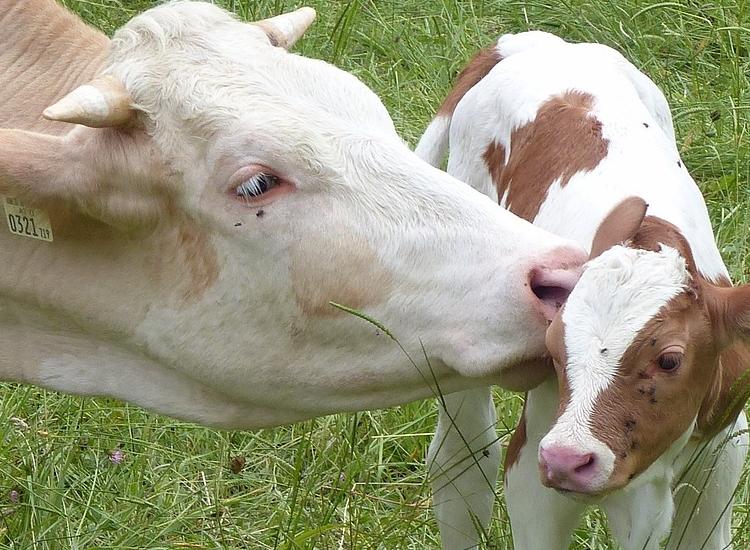 One in six consumers are switching to animal-free skin care this Veganuary
