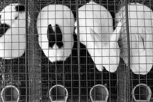 Pressure mounts on L’Oréal to stop animal testing in China 

