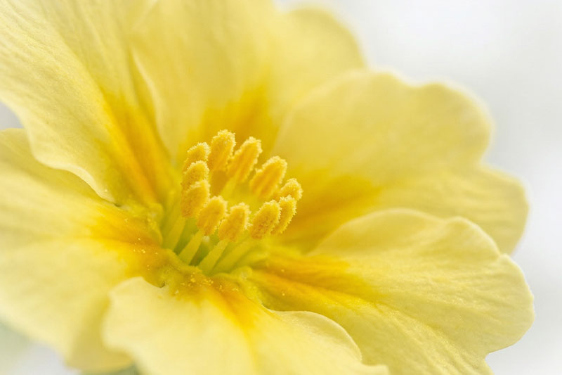 Primadulcine: the spring of your skin