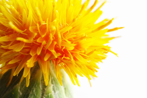 Protect your skin with our Safflower Oleosomes SPF 30 Lotion
