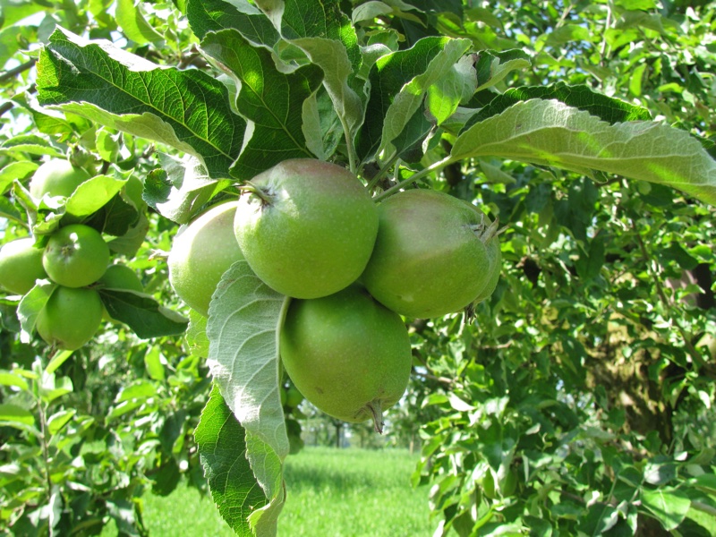 The Uttwiler Spätlauber Swiss apple