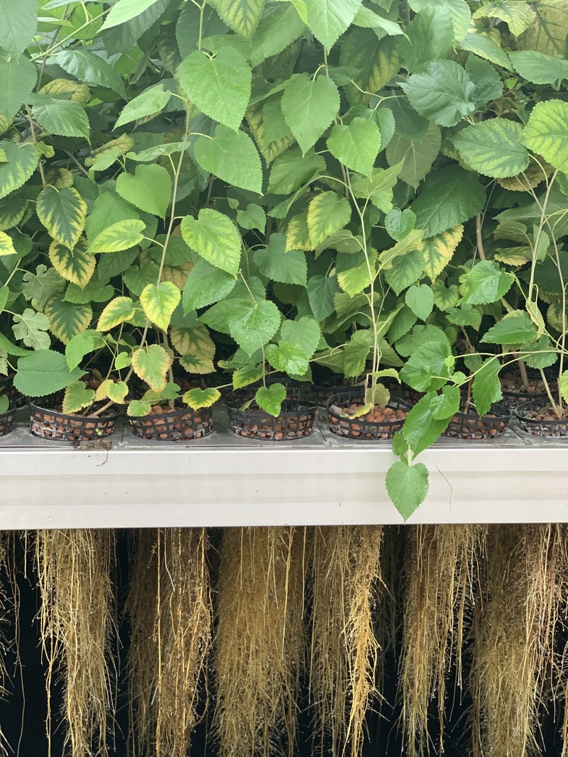 Morus alba tree root  