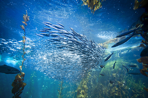 Rousselot launches MSC-certified marine collagen peptides
