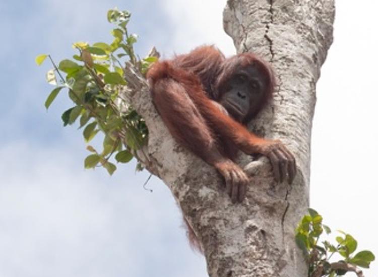 RSPO reveals strong growth in sustainable palm oil 