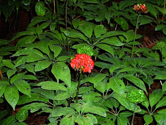 Saying it with plants