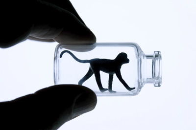 Scientists break new ground on animal testing alternatives