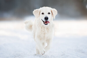 Sepifriend range: care specially designed for animals