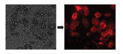 <h2>Figure 2: Location of Viqua in the adipocytes</h2>