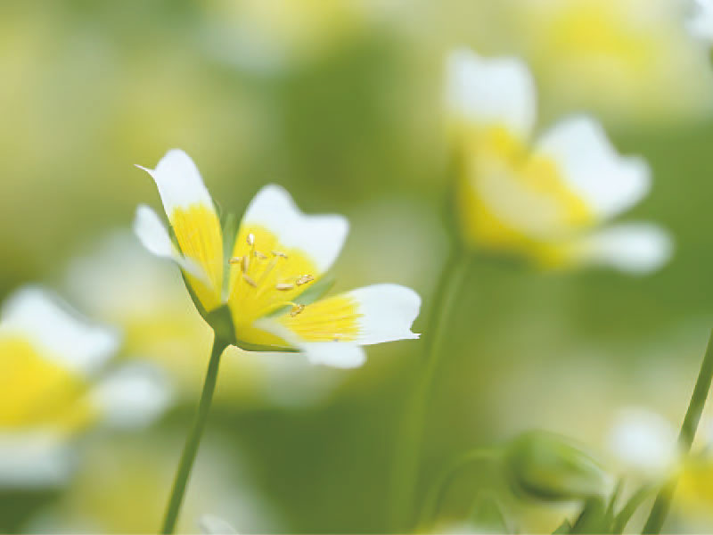 Sunori MSO: Nature’s Luxurious Secret for Skin and Hair