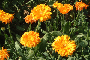 Supercritical marigold flower CO2-extract - evergreen in evidence based cosmetic application