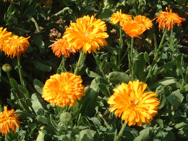 Supercritical marigold flower CO2-extract - evergreen in evidence based cosmetic application