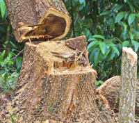 <i>In the last quarter of the 20th Century, palm cultivation led to deforestation in parts of Asia, Latin America and The Solomon Islands </i> 