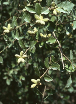 <i>The bark of Quillaja saponaria is a natural surfactant source, but its production has historically been environmentally damaging</i>