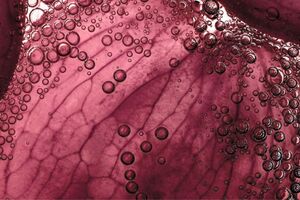 Symrise creates new Care & Wellness Division to deliver integrated health and beauty portfolio
