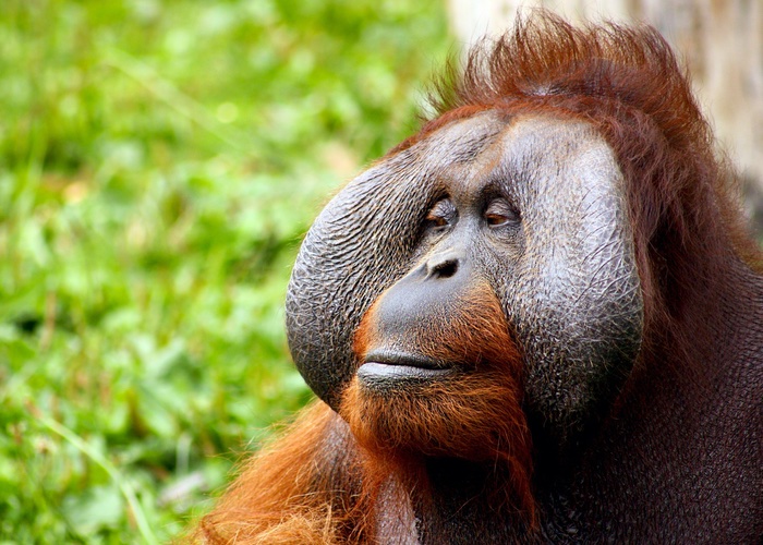 Synthetic palm oil start-up raises $20m from Bill Gates-led fund